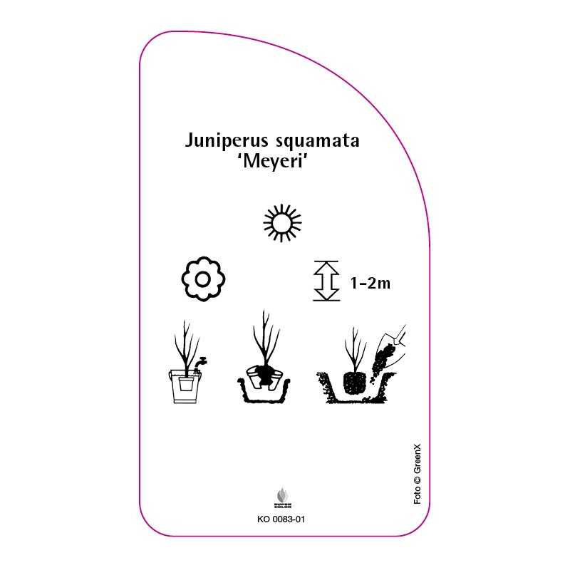 juniperus-squamata-meyeri-b0