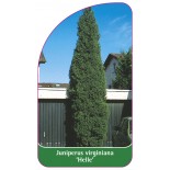 juniperus-virginiana-helle-1