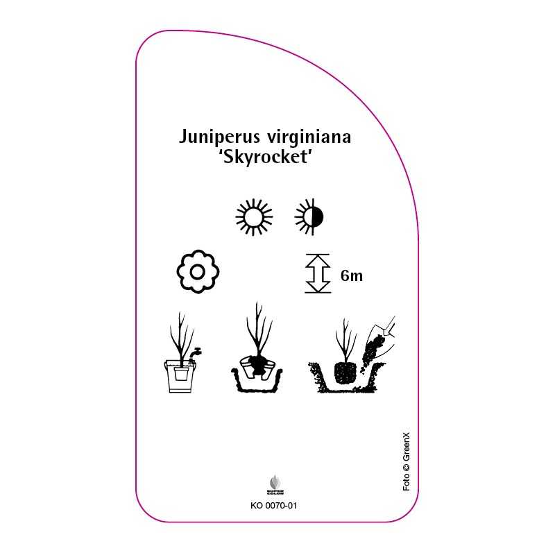 juniperus-virginiana-skyrocket-0