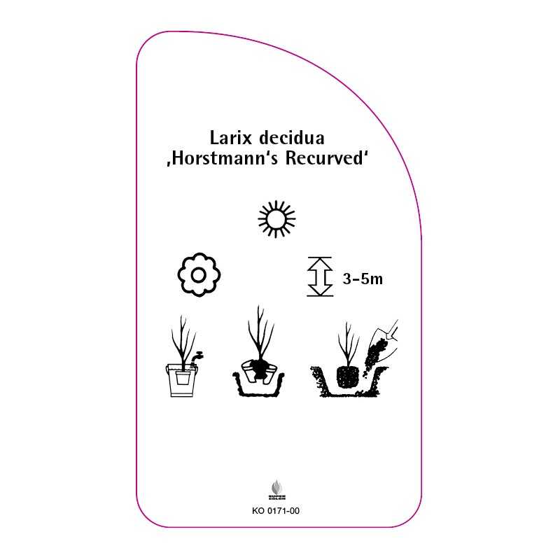 larix-decidua-horstmann-s-recurved-0