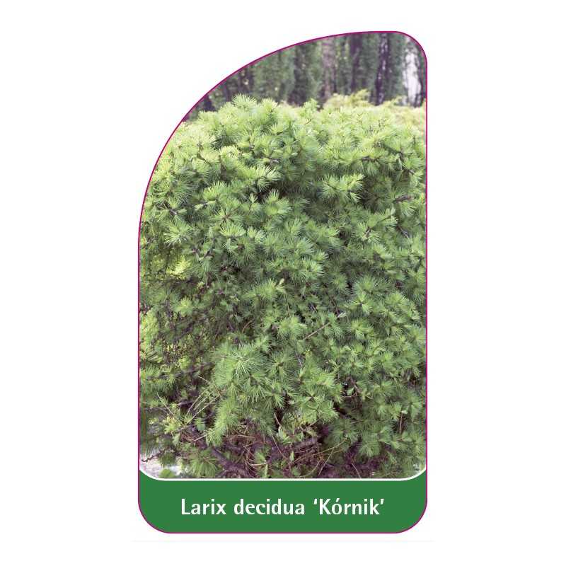 larix-decidua-kornik-1