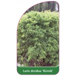 larix-decidua-kornik-1