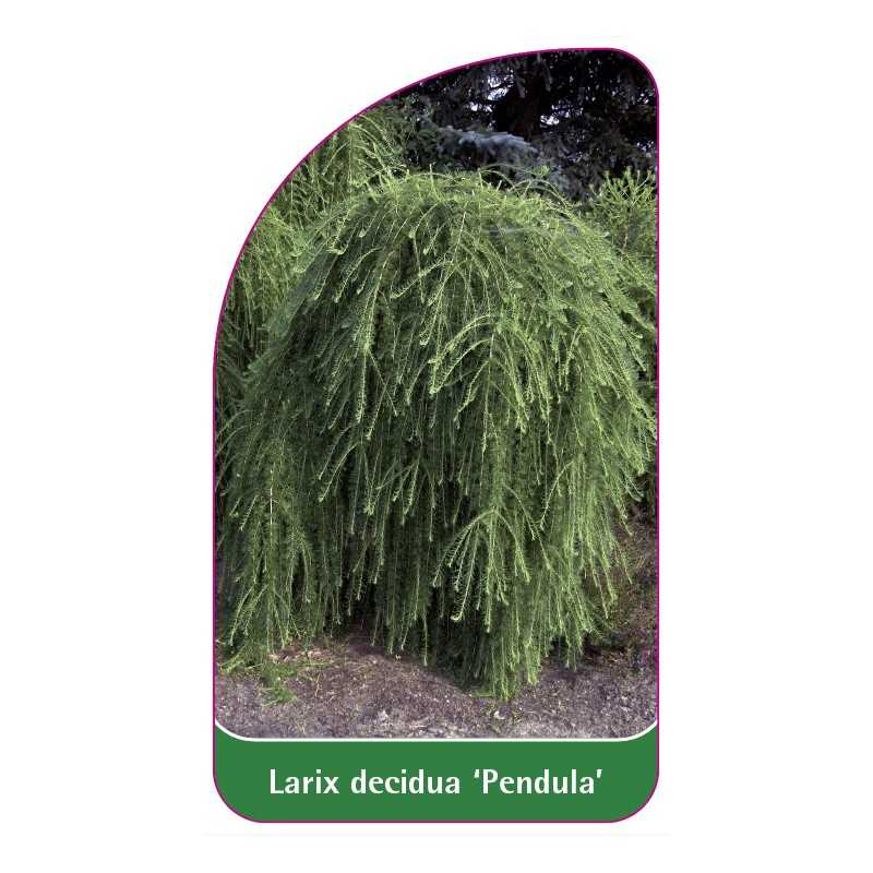 larix-decidua-pendula-1