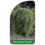 larix-decidua-pendula-1