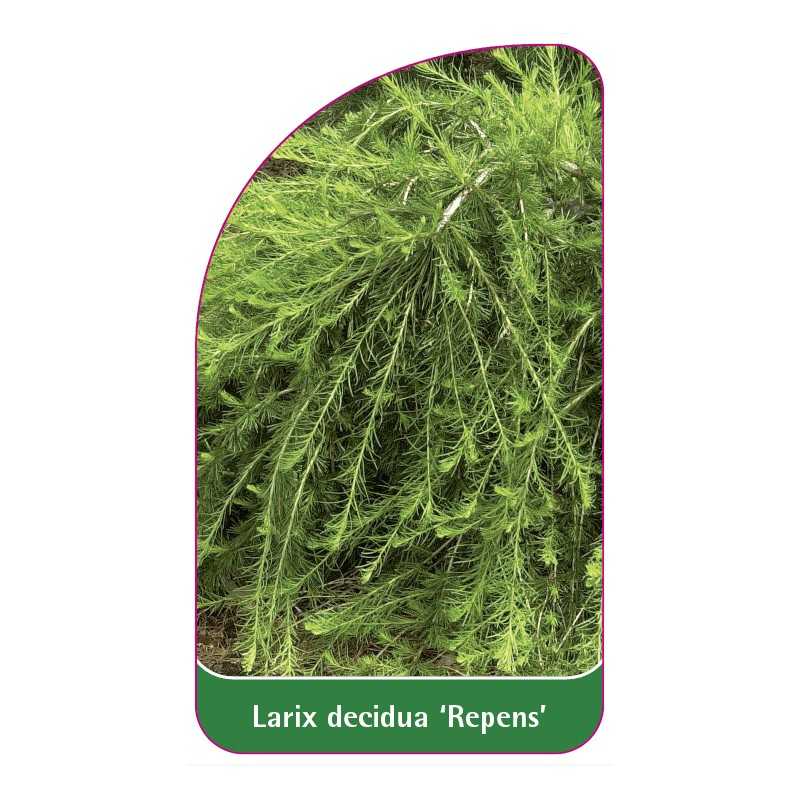 larix-decidua-repens-1