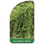 larix-decidua-repens-1