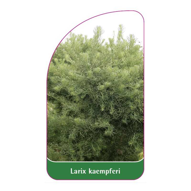 larix-kaempferi1