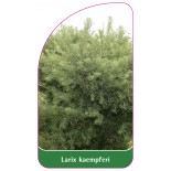 larix-kaempferi1