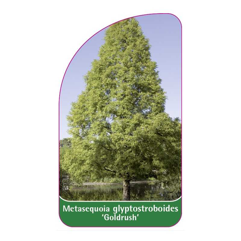 metasequoia-glyptostroboides-goldrush-1