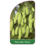 picea-abies-aurea-1