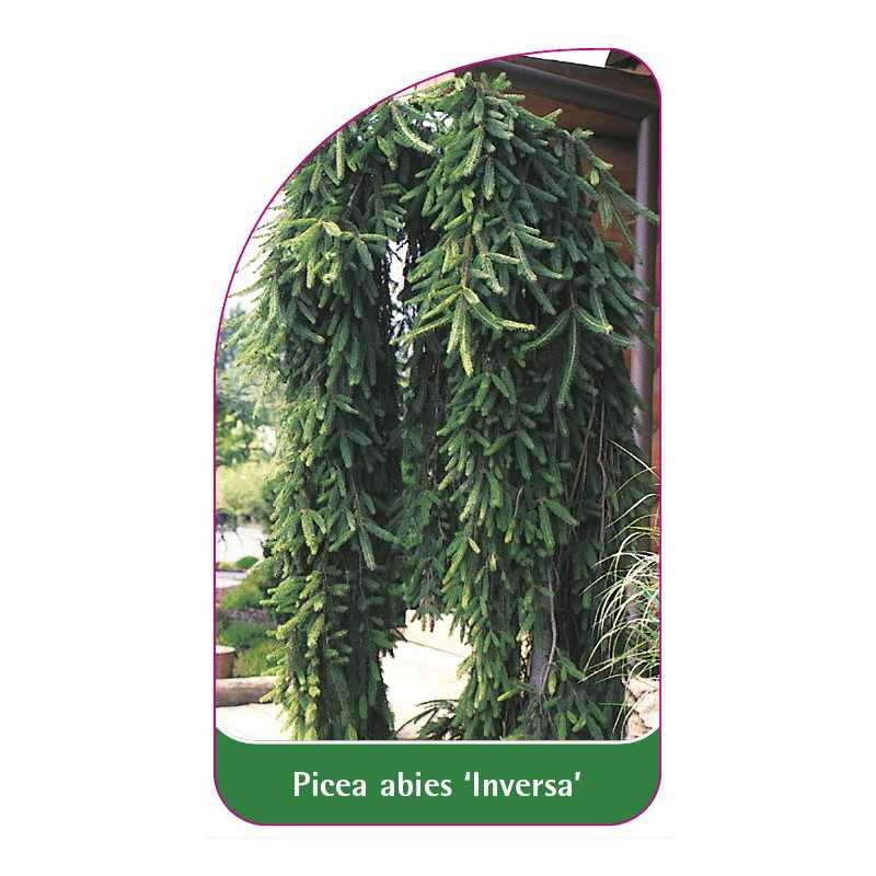 picea-abies-inversa-1