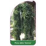 picea-abies-inversa-1