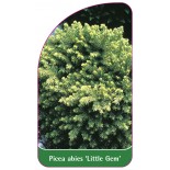 picea-abies-little-gem-1