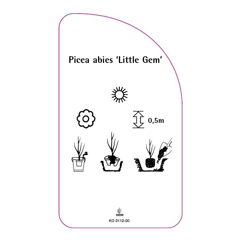 picea-abies-little-gem-0