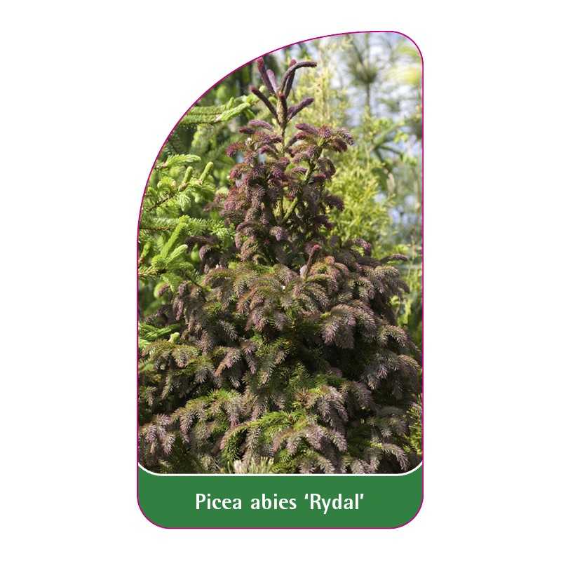 picea-abies-rydal-1