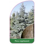 picea-engelmannii1