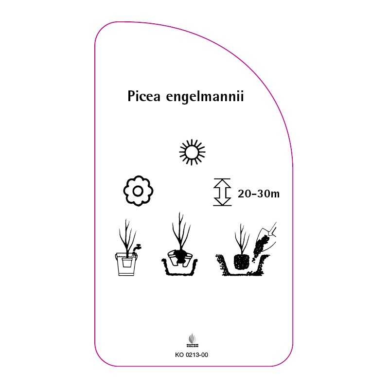 picea-engelmannii0