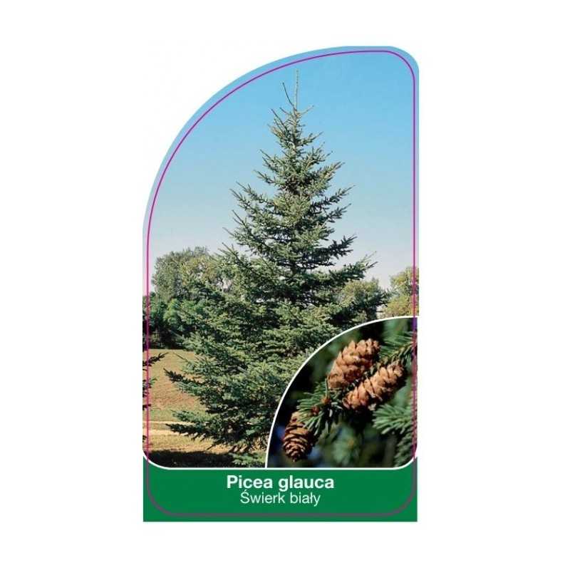 picea-glauca1