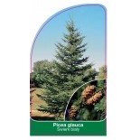 picea-glauca1