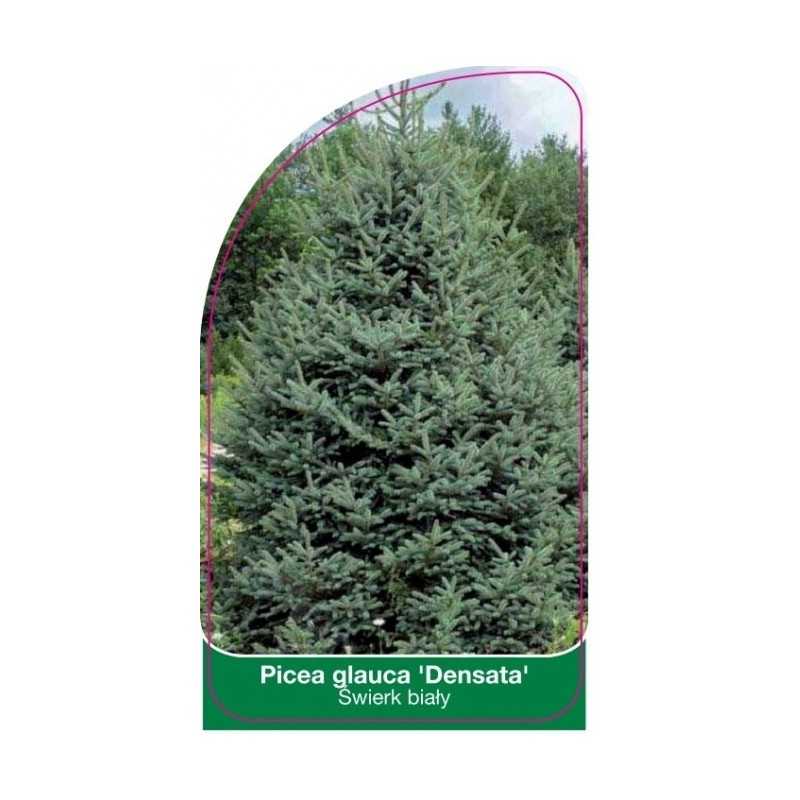 picea-glauca-densata-1