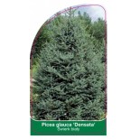 picea-glauca-densata-1