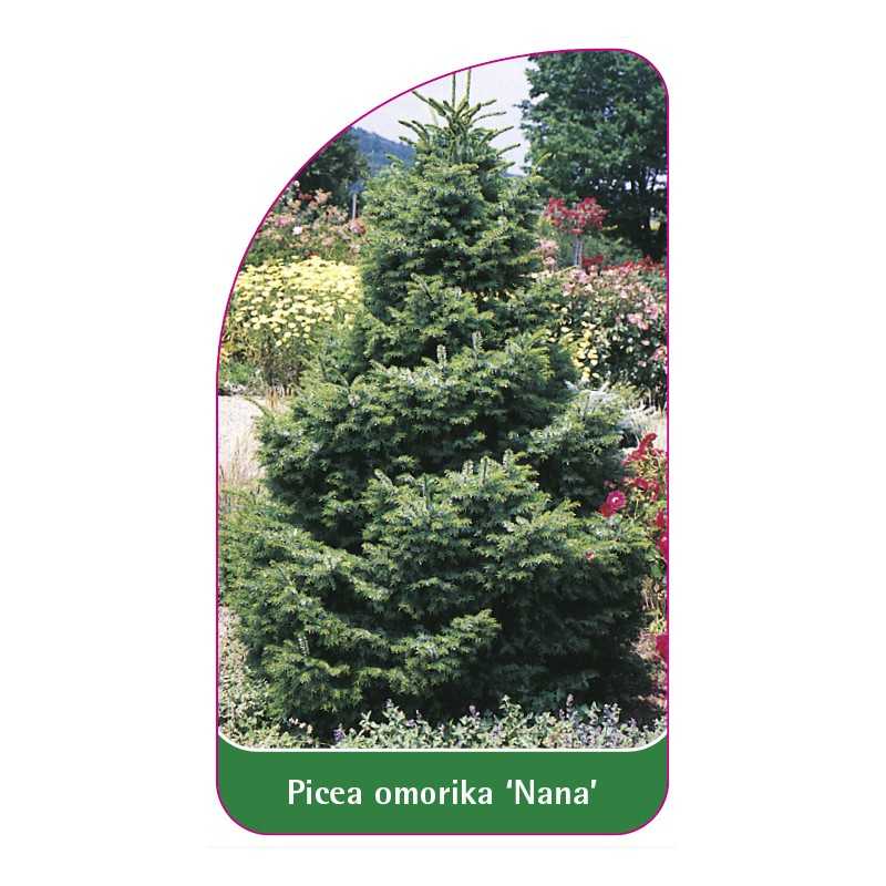 picea-omorika-nana-1