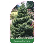 picea-omorika-nana-1