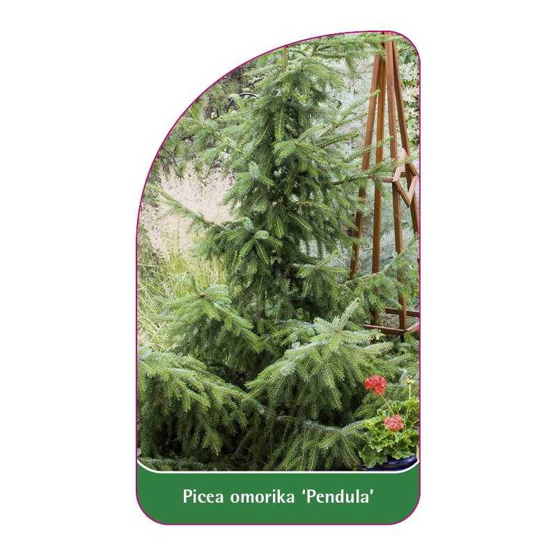 picea-omorika-pendula-1