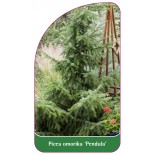 picea-omorika-pendula-1