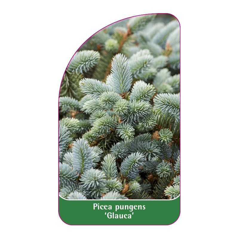 picea-pungens-glauca-1