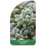 picea-pungens-glauca-1