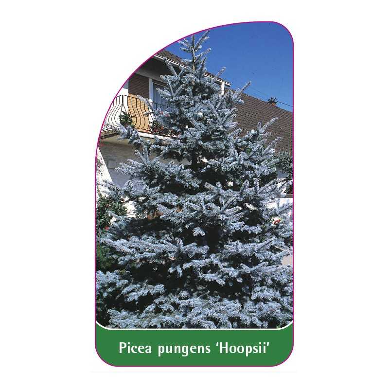 picea-pungens-hoopsii-1