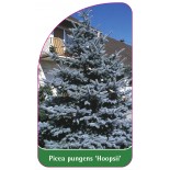 picea-pungens-hoopsii-1