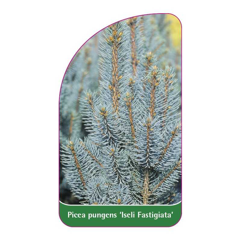 picea-pungens-iseli-fastigiata-1