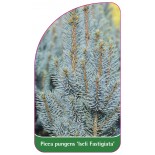 picea-pungens-iseli-fastigiata-1