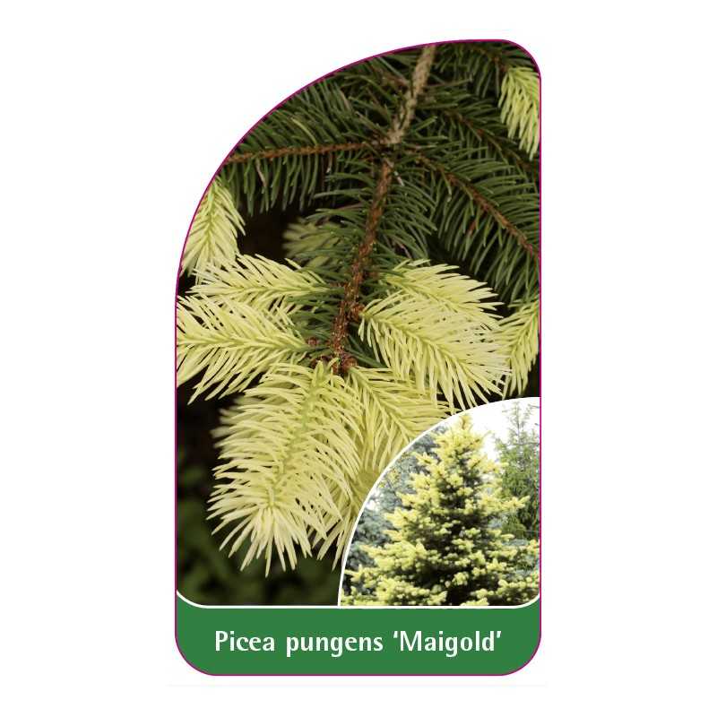 picea-pungens-maigold-1