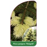 picea-pungens-maigold-1