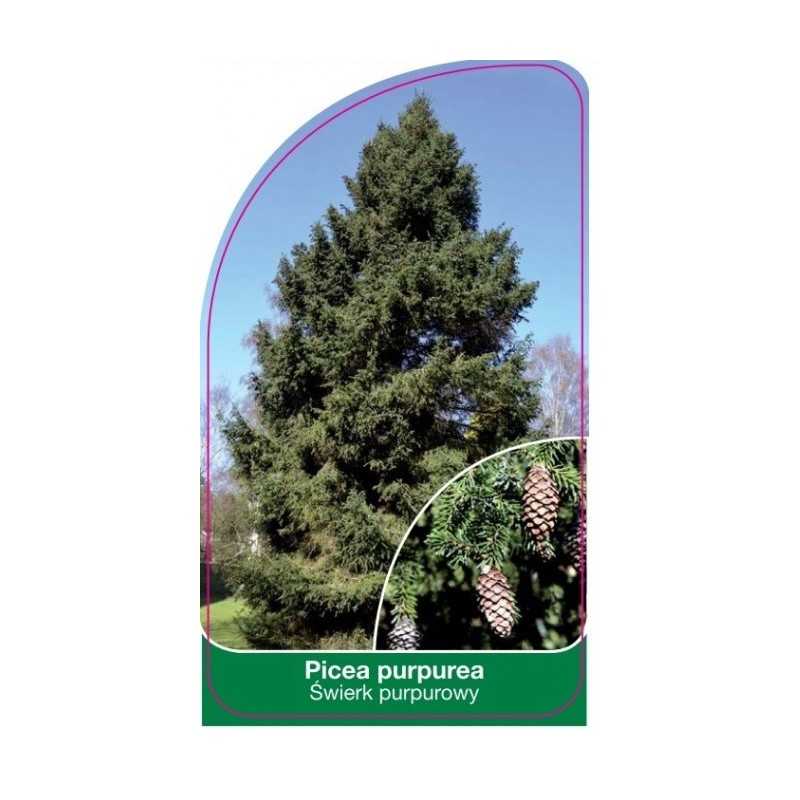 picea-purpurea1