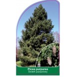 picea-purpurea1