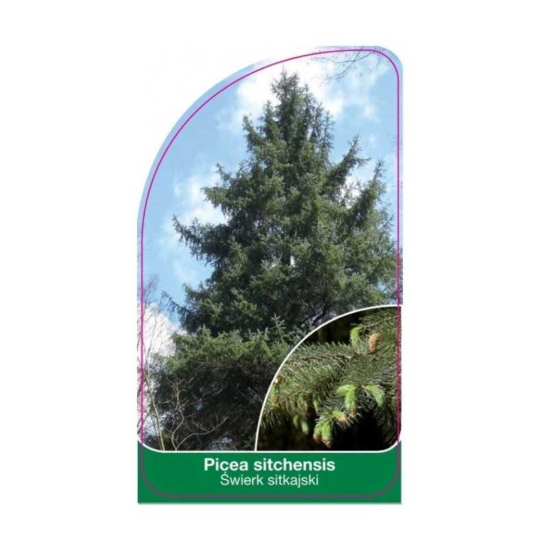 picea-sitchensis1