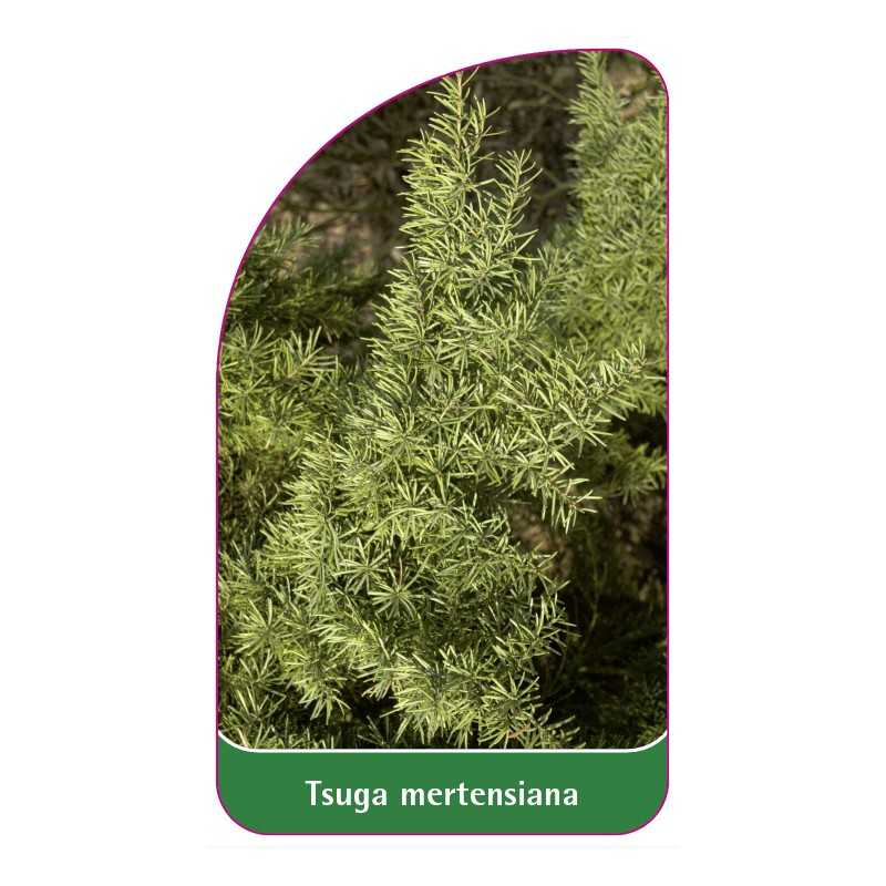 tsuga-mertensiana1