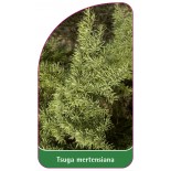 tsuga-mertensiana1