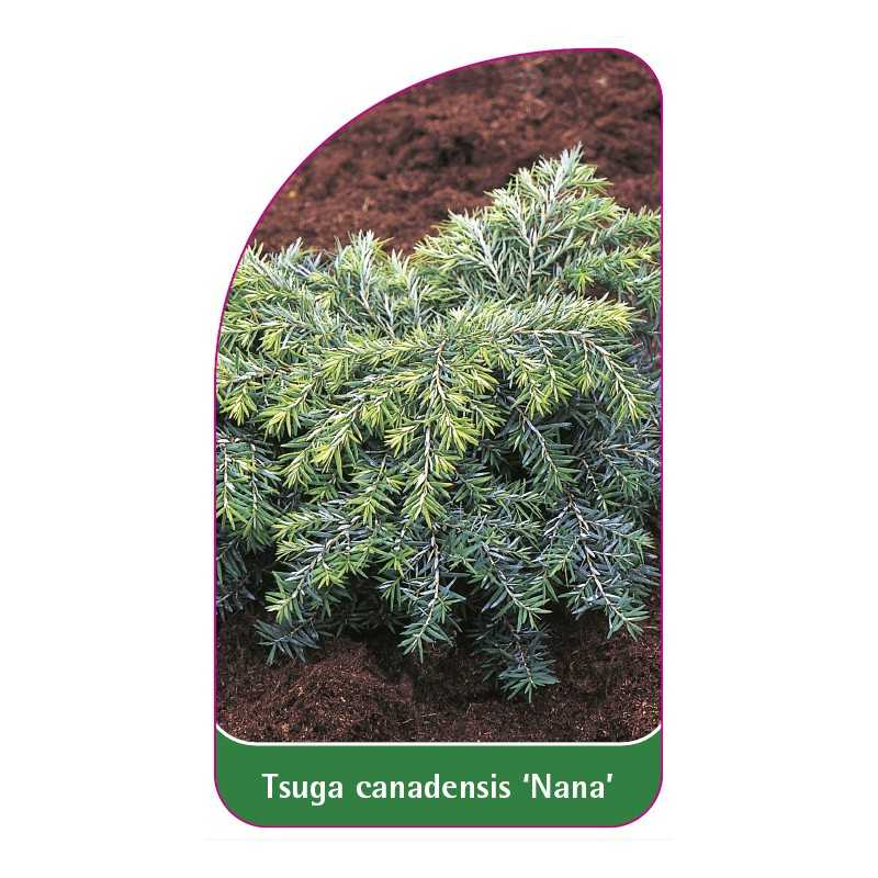 tsuga-canadensis-nana-1