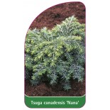 tsuga-canadensis-nana-1