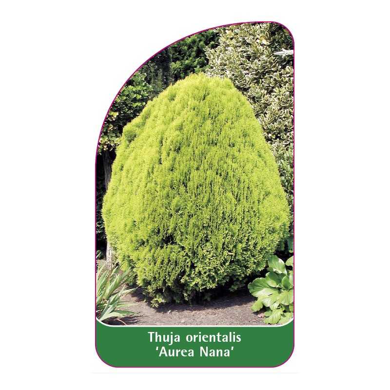 thuja-orientalis-aurea-nana-1