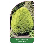 thuja-orientalis-aurea-nana-1