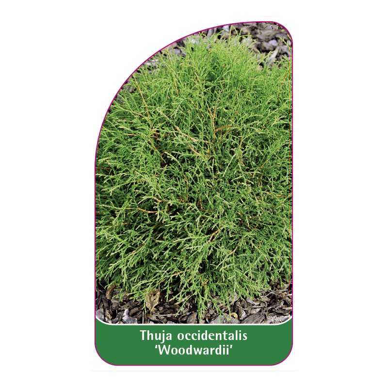 thuja-occidentalis-woodwardii-1