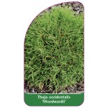 thuja-occidentalis-woodwardii-1