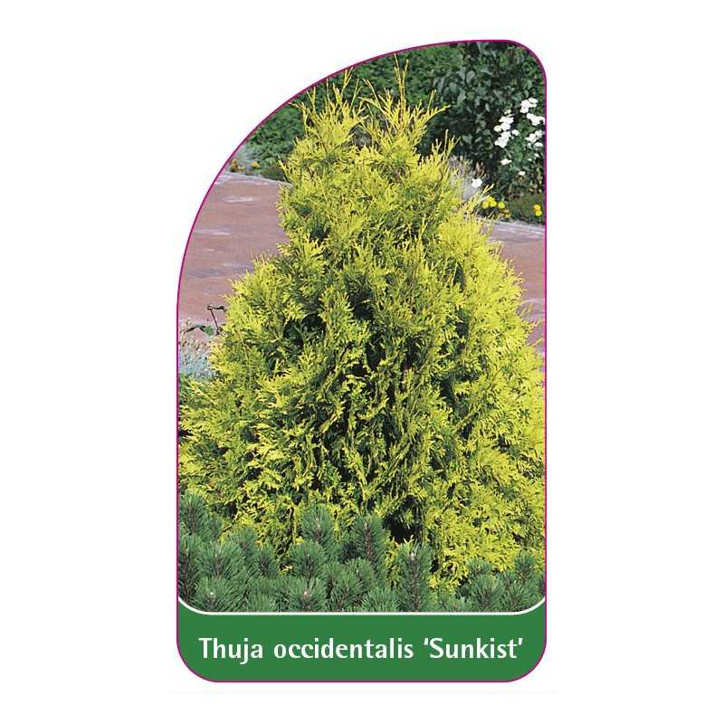 thuja-occidentalis-sunkist-1