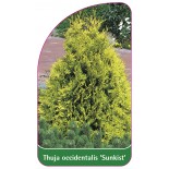 thuja-occidentalis-sunkist-1